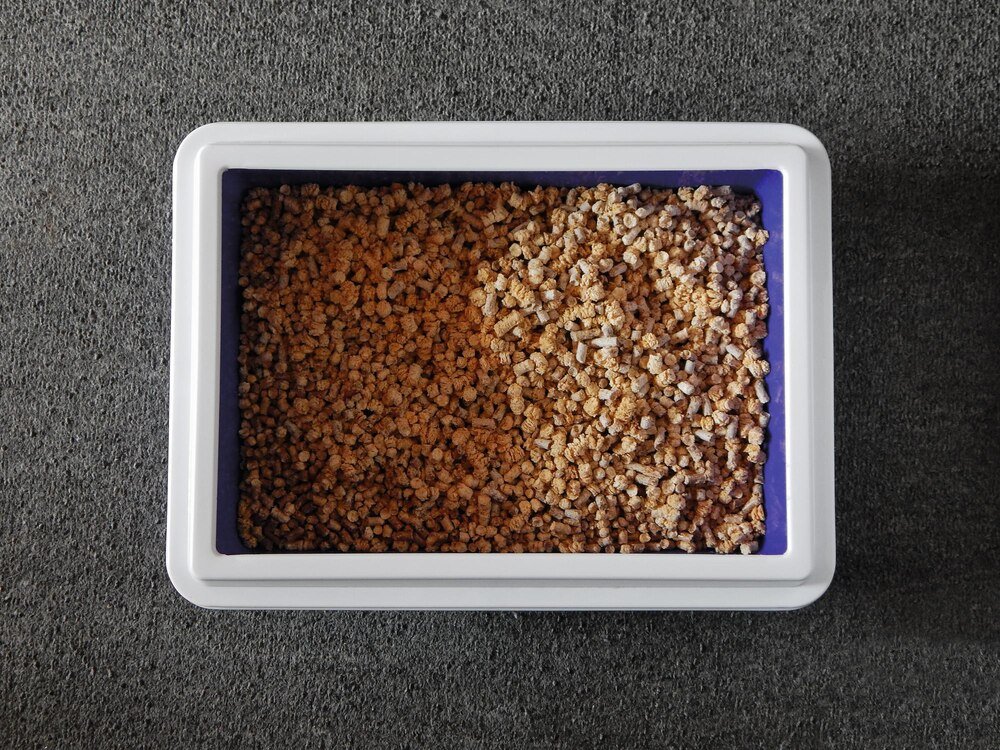 Problemy z sikanie kota na łóżko: przyczyny i rozwiązania